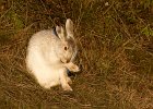 David Atkinson - Mountain Hare in the Peak District.jpg